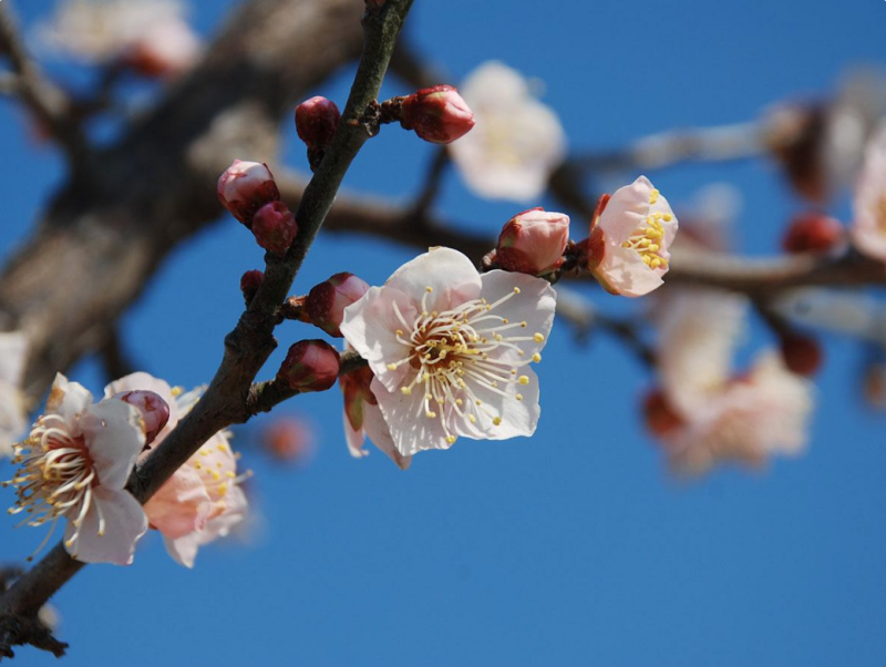 梅の花